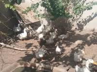 German Pekin — photo 1