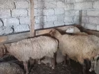 Sheep, Sheep — photo 2