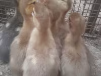 Ducks — 照片 6