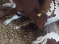 Buğa, Simmental cattle — foto 6