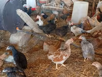 Chickens — foto 3