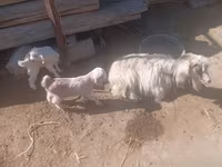 Goats (batch, sex not specified), Goats — photo 1
