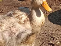 pato criollo doméstico — foto 3