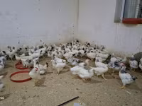 Chickens — photo 3