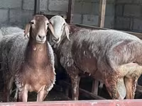 نعجة, East Friesian Dairy sheep — الصورة 4