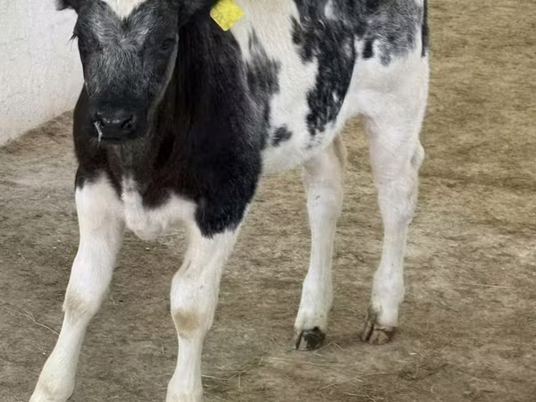 Toro, Russian Black pied cattle
