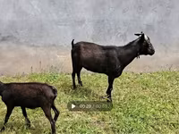 Dişi keçi, Murcia-Granada goats — foto 8