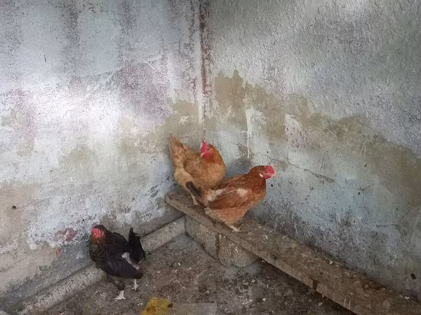 Chickens — Azerbaijan