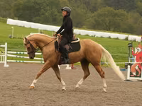 At, Quarter Horse — foto 7