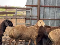 Qoç, Arashan sheep — foto 7