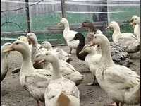 Ducks — Foto 3