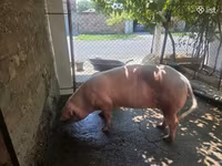Säue, Schweine — Foto 4