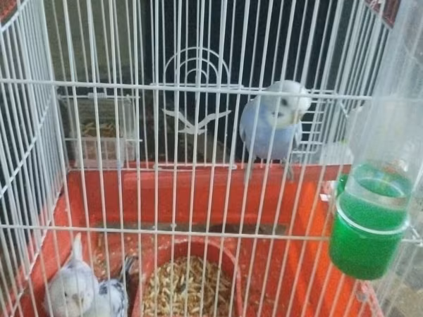 Dalmatin və mavi tonlarda iki cüt dalğıç (hulland) büdcə papuqayı