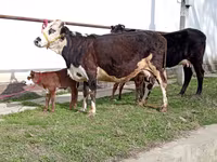 Корова, Simmental cattle — фото 5