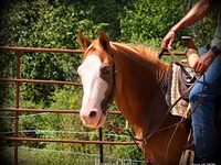 Caballo, American paint horse — foto 8
