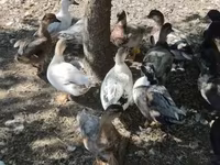Ducks — foto 4
