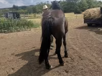 母马, Međimurje horse — 照片 3