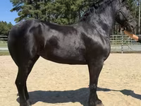 Stute, Percheron — Foto 2