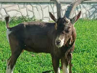 Goat, Toggenburg goat — photo 2