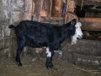 Dişi keçi, Kamori goats — foto 1