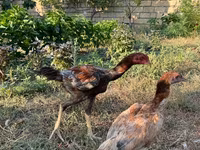 Chickens — photo 3