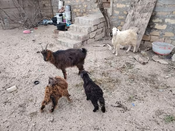 Cabra, Cabras
