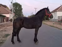 घोड़ा, Friesian — फ़ोटो 4