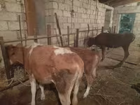 İnək, Simmental cattle — foto 3