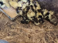 Domestic Muscovy — photo 5