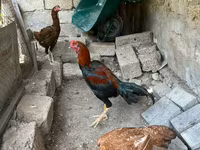 Chickens — photo 2