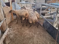 Schaf, Schafe — Foto 2