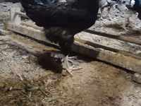 Chickens — الصورة 3