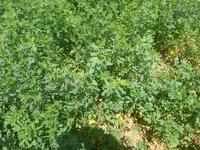 Hal hazirda Yonca (Medicago sativa) becerilib 3 hektar torpaq sahəsi — photo 4