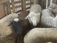 भेड़, Blackheaded Persian sheep — फ़ोटो 3