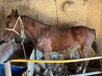 Koń, Horse breed — zdjęcie 8