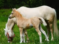 Caballos (lote, sexo no especificado), Shetland Pony — foto 3