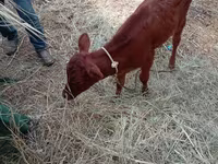 Vaca, Ganado vacuno — foto 4