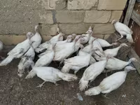 Turkeys — foto 3