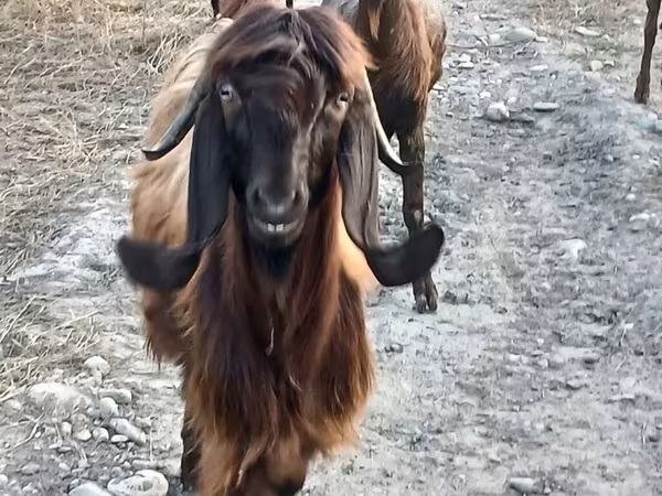 Dişi keçi, Damask goat