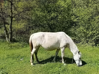 Mare, Horses — photo 2