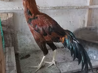 Chickens — foto 3