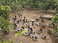 Ducks — photo 3