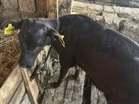 Buğa, Qırmızı-ləkəli cins — foto 7
