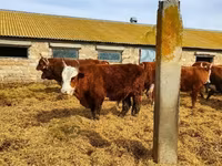Bull, Kalmyk breed — photo 3