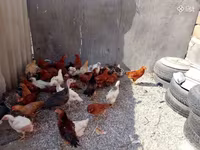 Chickens — foto 2