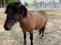 Caballos (lote, sexo no especificado), Australian Pony — foto 1