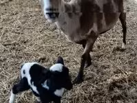 公羊, Dorper sheep — 照片 4