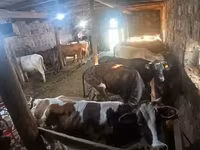 गाय, मवेशी — फ़ोटो 4