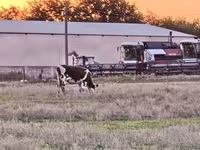 Cow, Russian Black pied cattle — photo 3