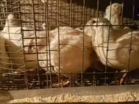Quails — الصورة 6